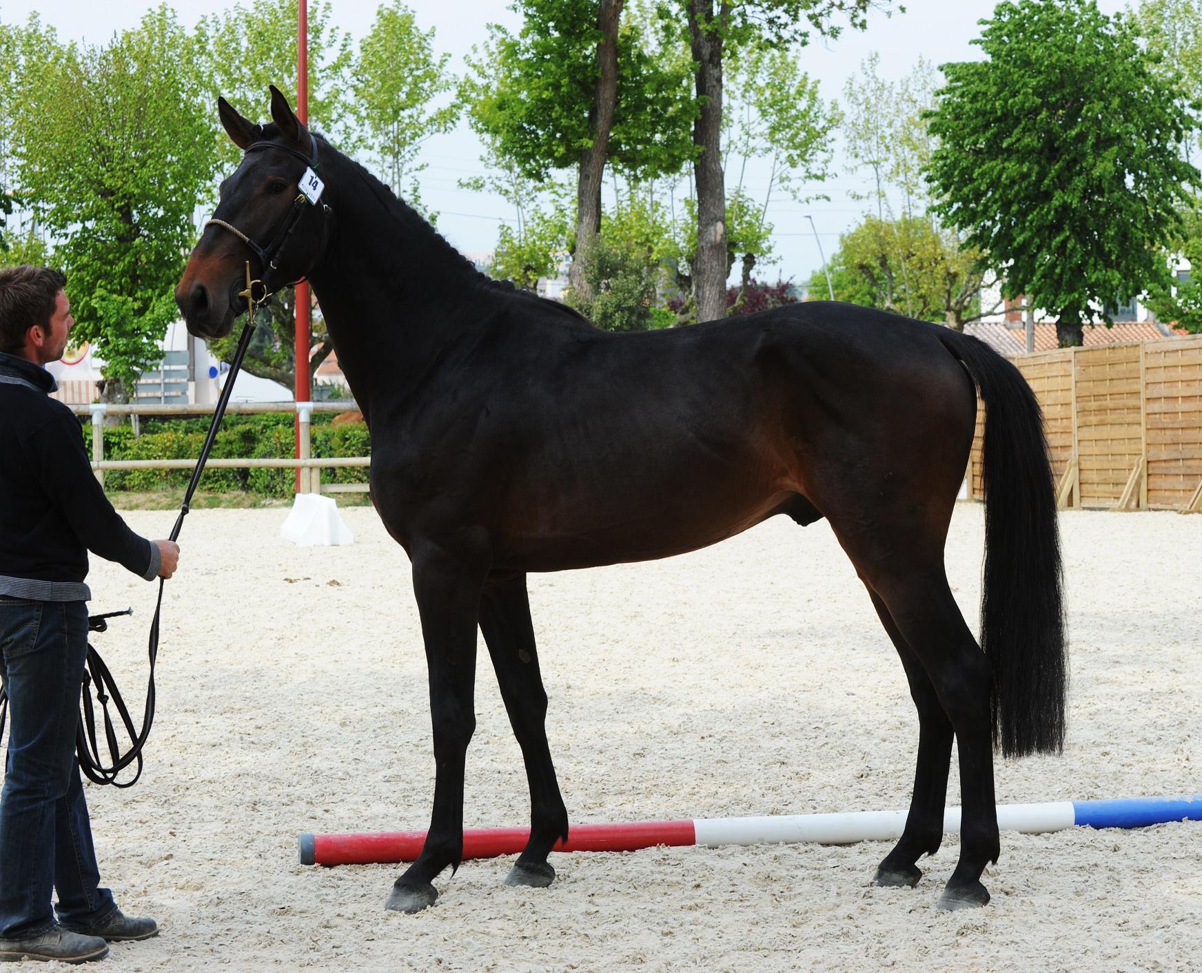 Cheval 2025 noir pangaré